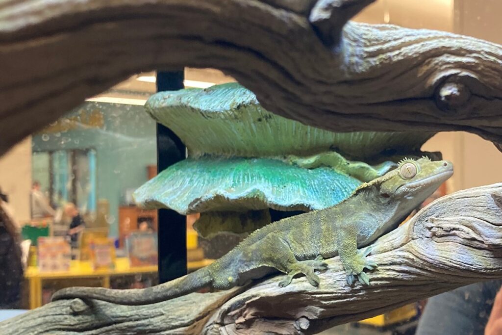 Close-up of a gecko in a terrarium at Carmel Clay Public Library’s children’s area.